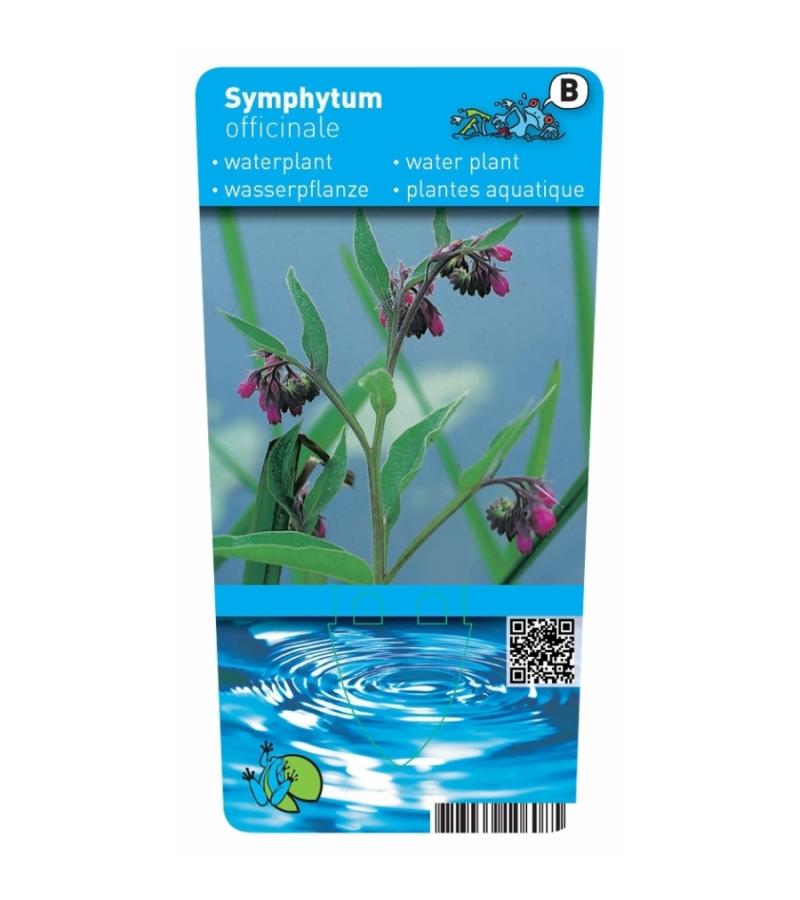 Gewone smeerwortel (Symphytum officinale) moerasplant