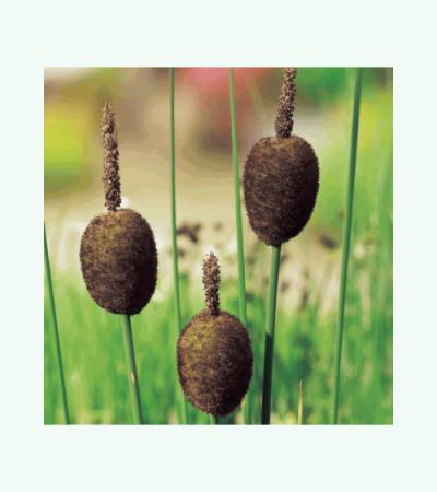 Dwerglisdodde (Typha minima) moerasplant (6-stuks)