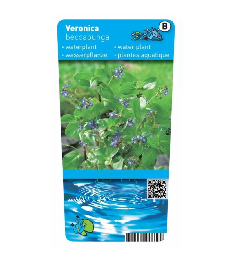 Beekpunge (Veronica beccabunga) moerasplant (6-stuks)