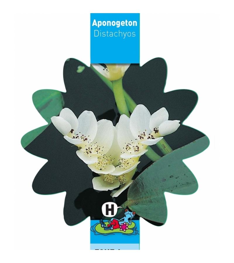 Kaapse waterlelie (Aponogeton Distachyos) waterlelie (6-stuks)
