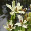 Wateranemoon (Anemopsis Californica) moerasplant