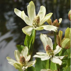 Wateranemoon (Anemopsis Californica) moerasplant