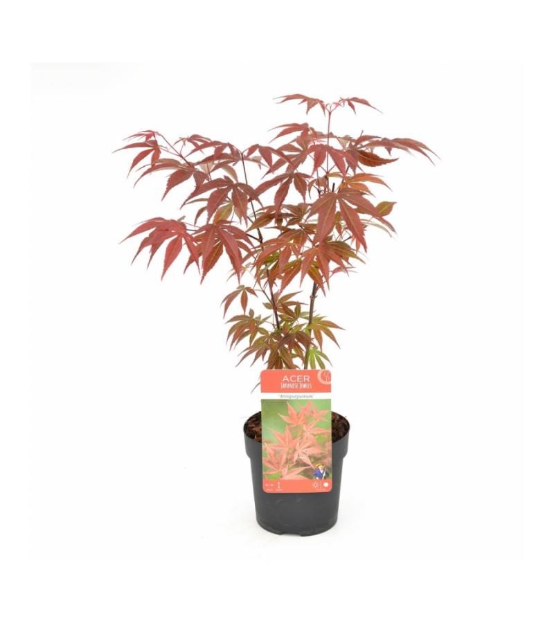 Japanse esdoorn (Acer Palmatum "Atropurpureum")