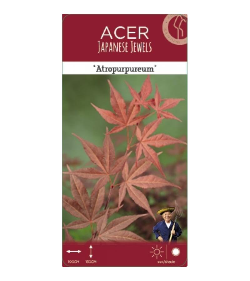 Japanse esdoorn (Acer Palmatum "Atropurpureum")