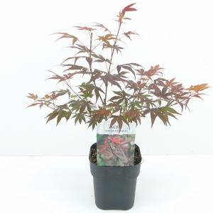 Japanse esdoorn (Acer Palmatum "Atropurpureum") - 30+ cm - 6 stuks