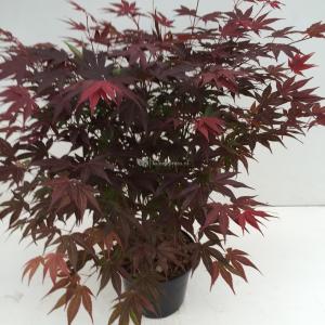 Japanse esdoorn (Acer Palmatum "Atropurpureum") - 40-50 cm - 1 stuks