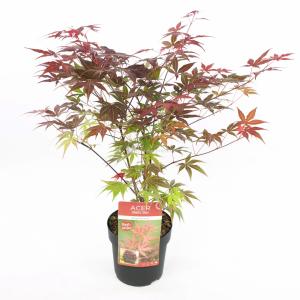 Japanse esdoorn (Acer Palmatum "Atropurpureum") - 50-60 cm - 1 stuks