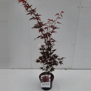 Japanse esdoorn (Acer Palmatum "Atropurpureum") - 60-70 cm - 1 stuks