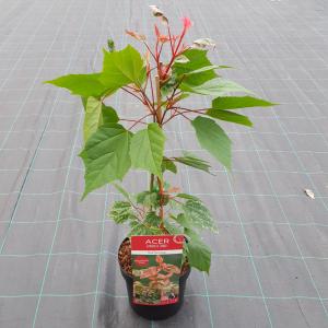 Japanse esdoorn (Acer conspicuum Red Flamingo) heester 3 stuks