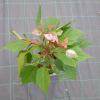 Japanse esdoorn (Acer conspicuum "Red Flamingo") heester