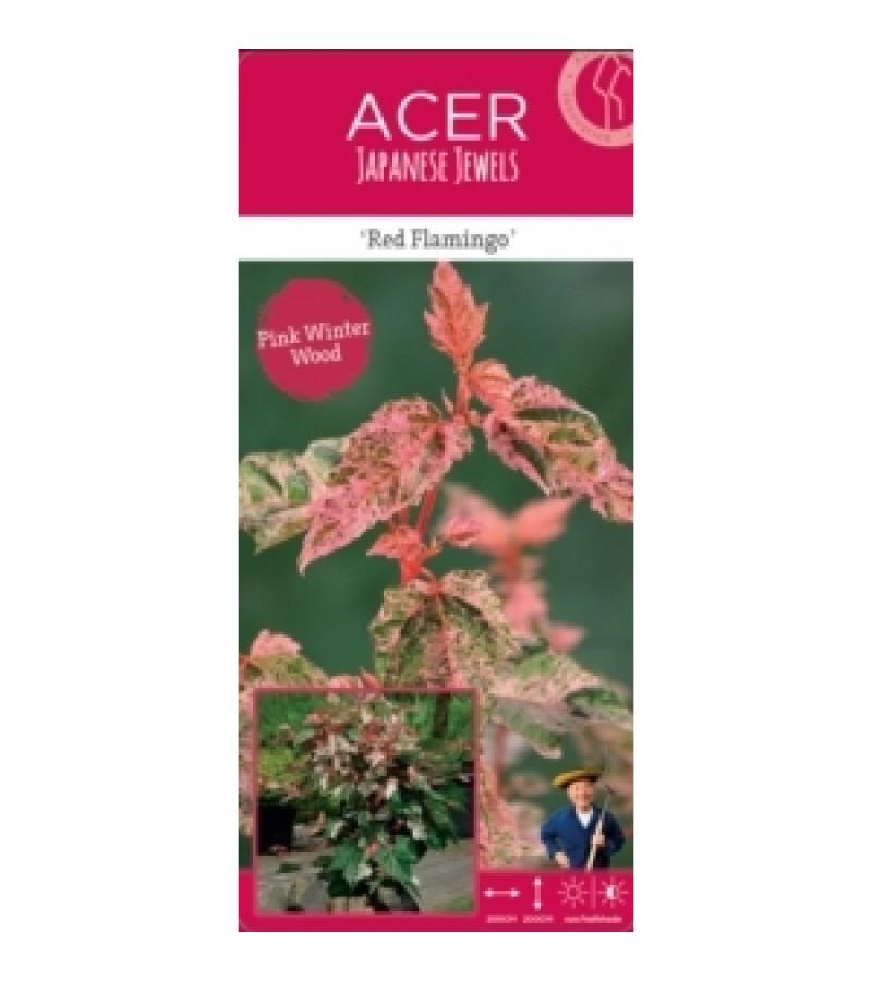 Japanse esdoorn (Acer conspicuum "Red Flamingo") heester