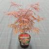 Japanse esdoorn (Acer palmatum "Peve Dave") heester