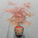 Japanse esdoorn (Acer palmatum "Peve Dave") heester