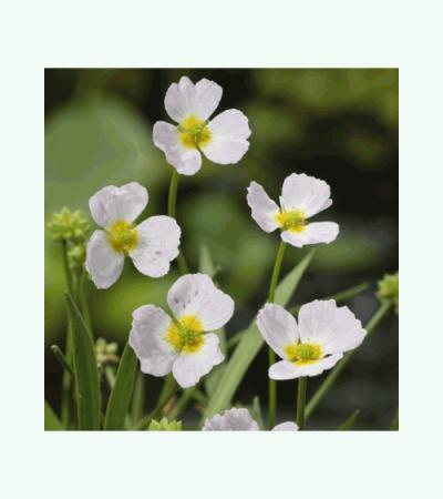 Stijve moerasweegbree (Baldellia ranunculoides) moerasplant (6-stuks)