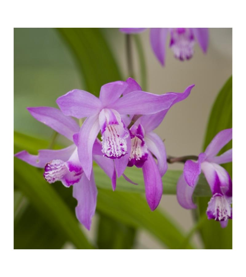 Japanse orchidee (Bletilla striata) moerasplant (6-stuks)