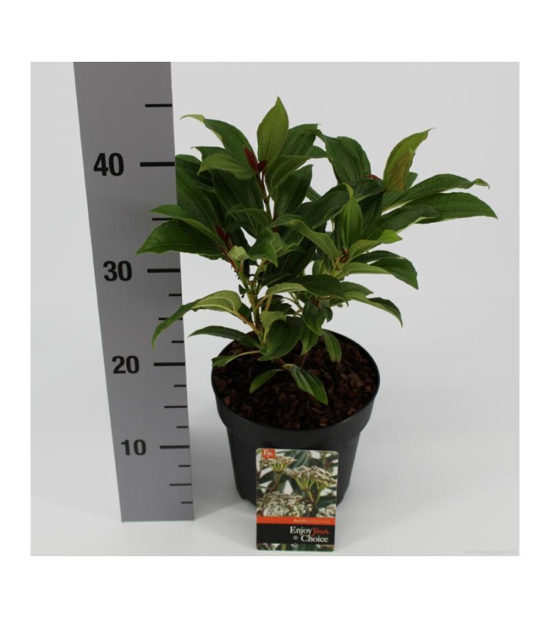 Sneeuwbal (Viburnum Davidii) heester