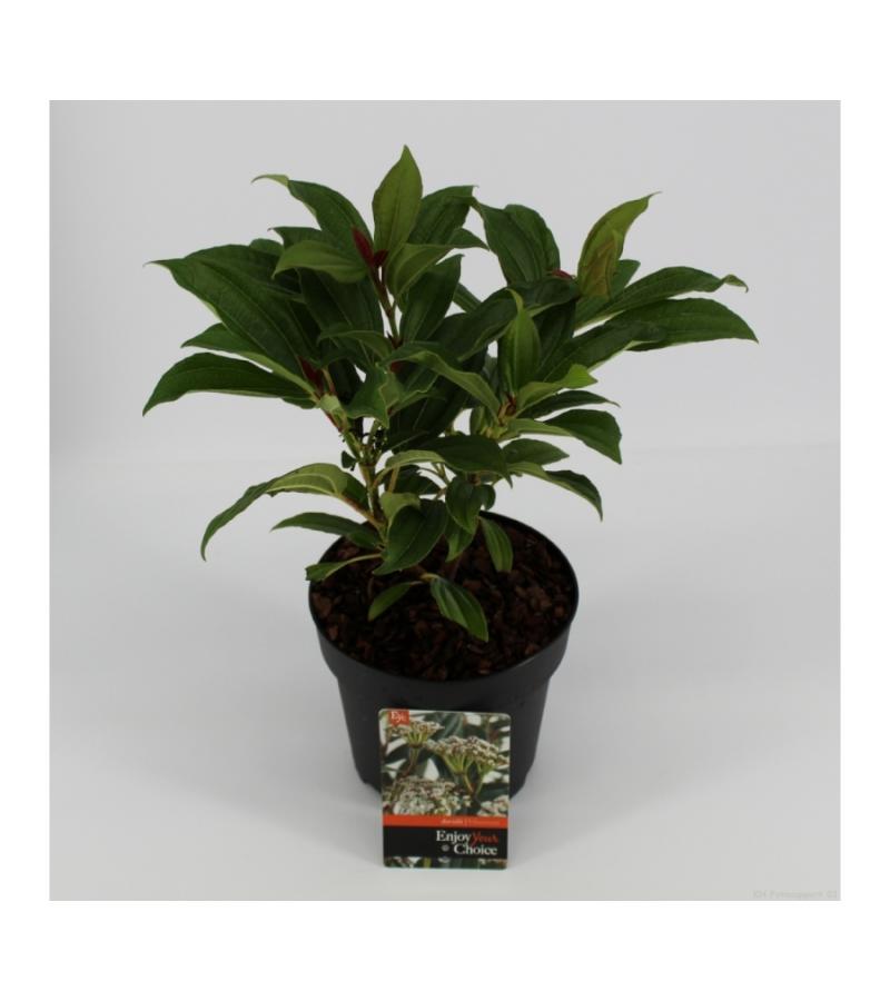 Sneeuwbal (Viburnum Davidii) heester