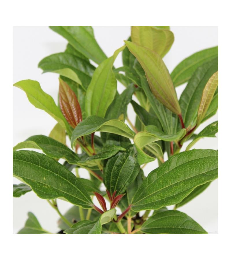 Sneeuwbal (Viburnum Davidii) heester