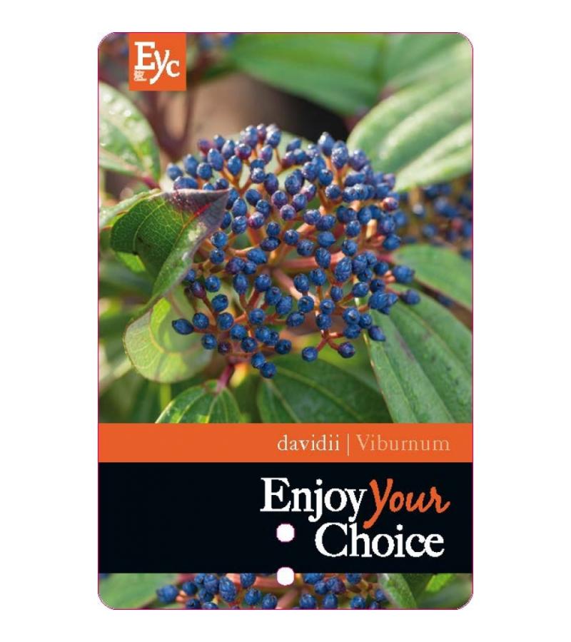 Sneeuwbal (Viburnum Davidii) heester