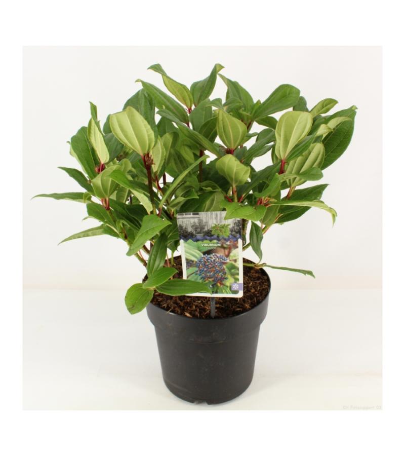 Sneeuwbal (Viburnum Davidii) heester