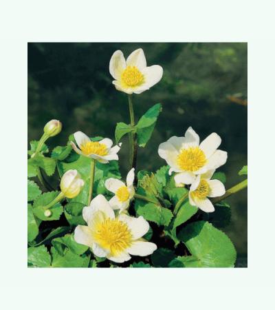 Witte dotterbloem (Caltha palustris “alba”) moerasplant (6-stuks)