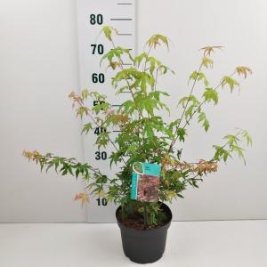 Japanse esdoorn (Acer Palmatum)