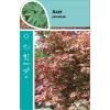 Japanse esdoorn (Acer Palmatum)