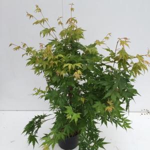 Japanse esdoorn (Acer Palmatum) 9 stuks