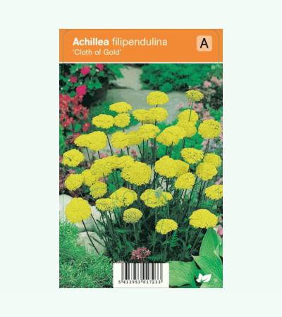 Duizendblad (achillea filipendulina "Cloth of  Gold") zomerbloeier