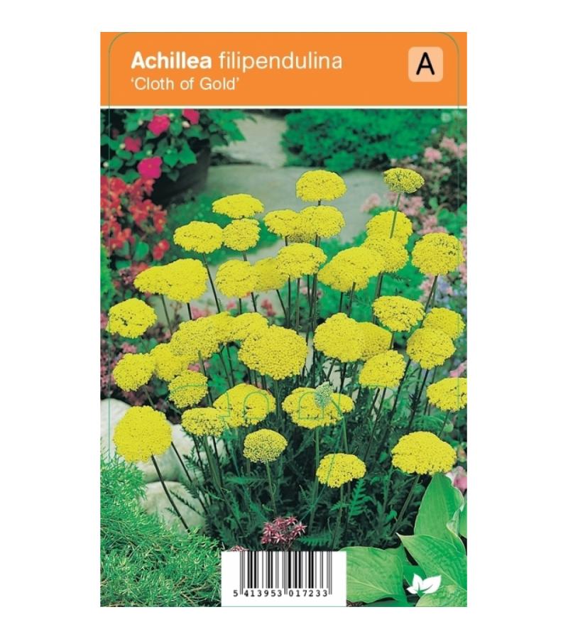 Duizendblad (achillea filipendulina "Cloth of  Gold") zomerbloeier