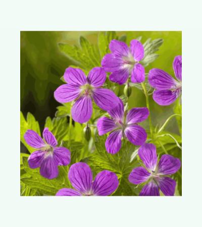 Moerasooievaarsbek (Geranium palustre) moerasplant (6-stuks)