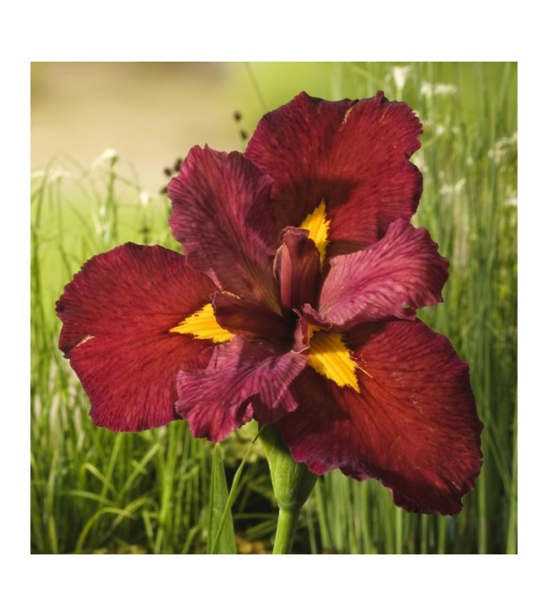 Rode Japanse iris (Iris Louisiana Ann Chowning) moerasplant (6-stuks)