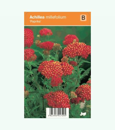 Duizendblad (achillea millefolium "Paprika") zomerbloeier