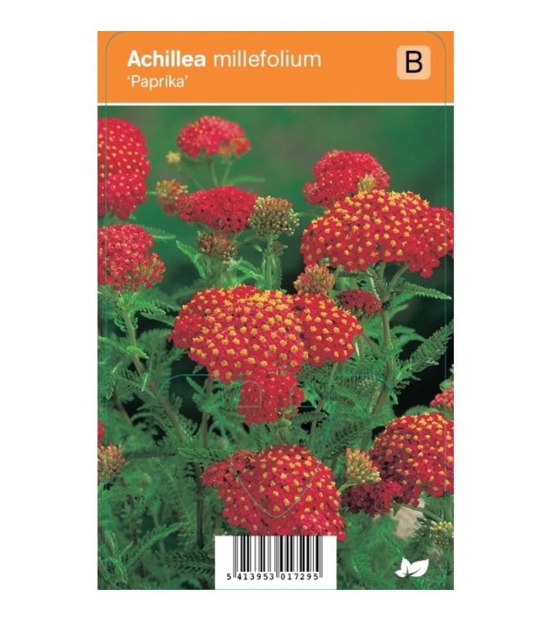 Duizendblad (achillea millefolium "Paprika") zomerbloeier