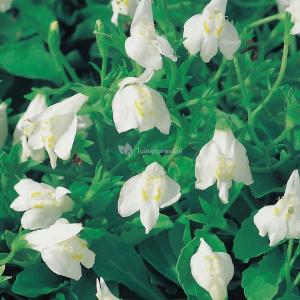 Afbeelding Witte mazus (Mazus reptans alba) moerasplant - 6 stuks door Tuinexpress.nl