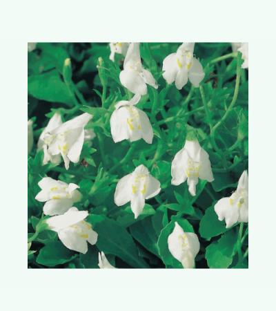Witte mazus (Mazus reptans alba) moerasplant (6-stuks)