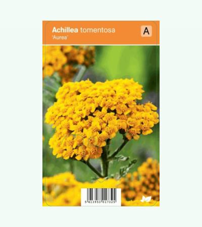 Duizendblad (achillea tomentosa "Aurea") zomerbloeier