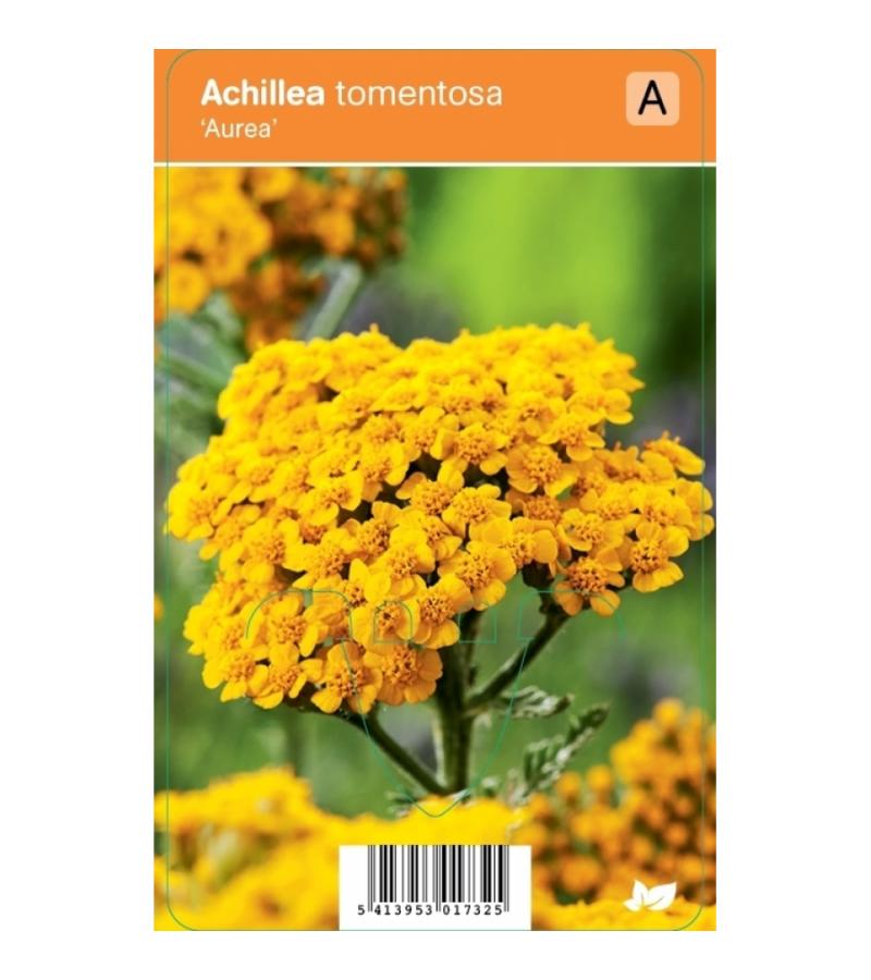 Duizendblad (achillea tomentosa "Aurea") zomerbloeier