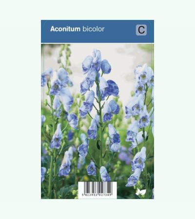 Monnikskap (aconitum bicolor) schaduwplant