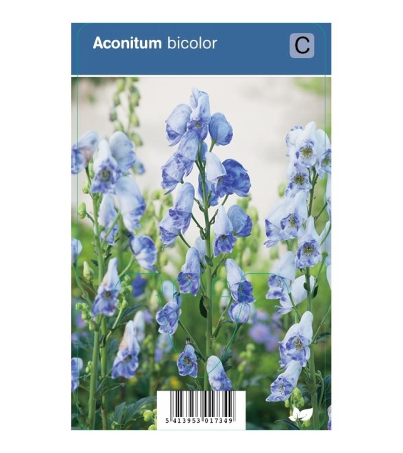 Monnikskap (aconitum bicolor) schaduwplant