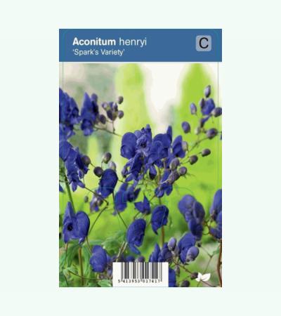 Monnikskap (aconitum henryi "Spark's Variety") schaduwplant