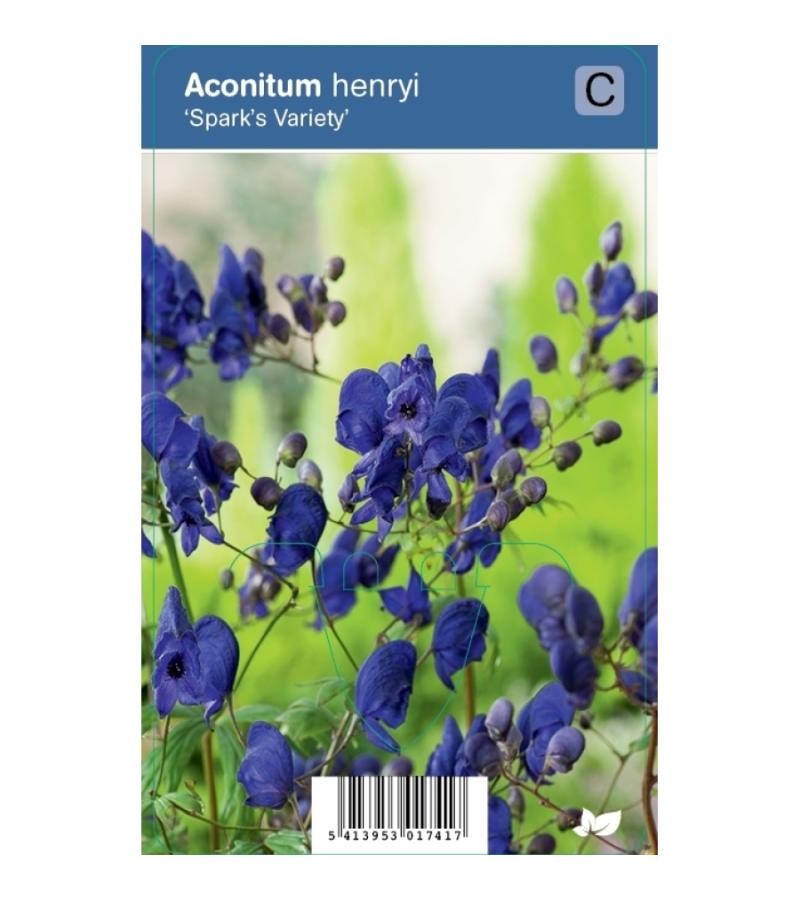 Monnikskap (aconitum henryi "Spark's Variety") schaduwplant