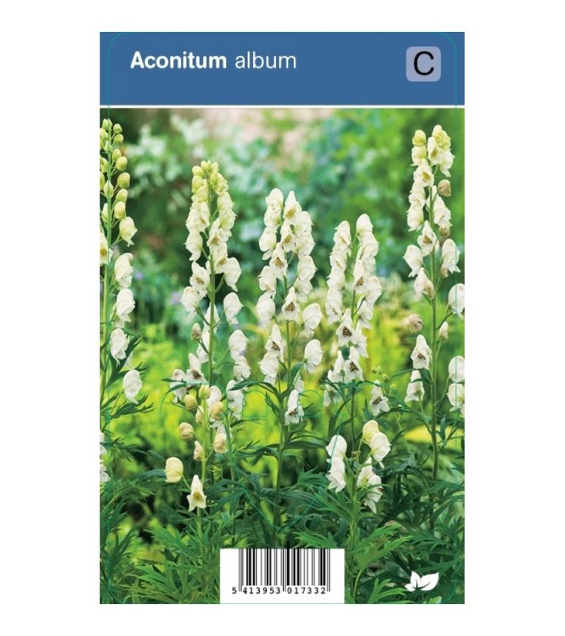 Monnikskap (aconitum album) schaduwplant