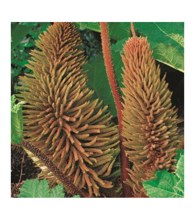 Mammoetblad (Gunnera manicata) moerasplant