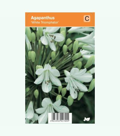 Afrikaanse lelie (agapanthus "White Triumphator") zomerbloeier