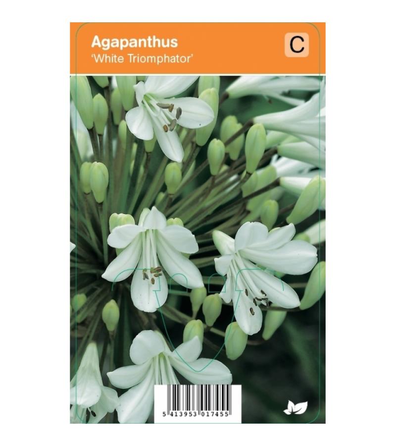 Afrikaanse lelie (agapanthus "White Triumphator") zomerbloeier