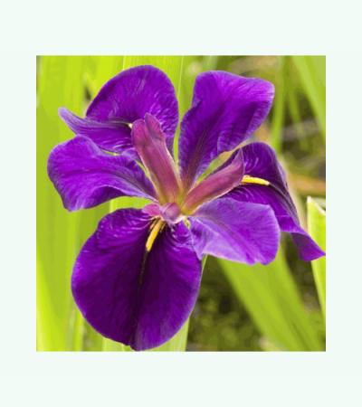 Paarse Japanse iris (Iris “Black Gamecock”) moerasplant (6-stuks)