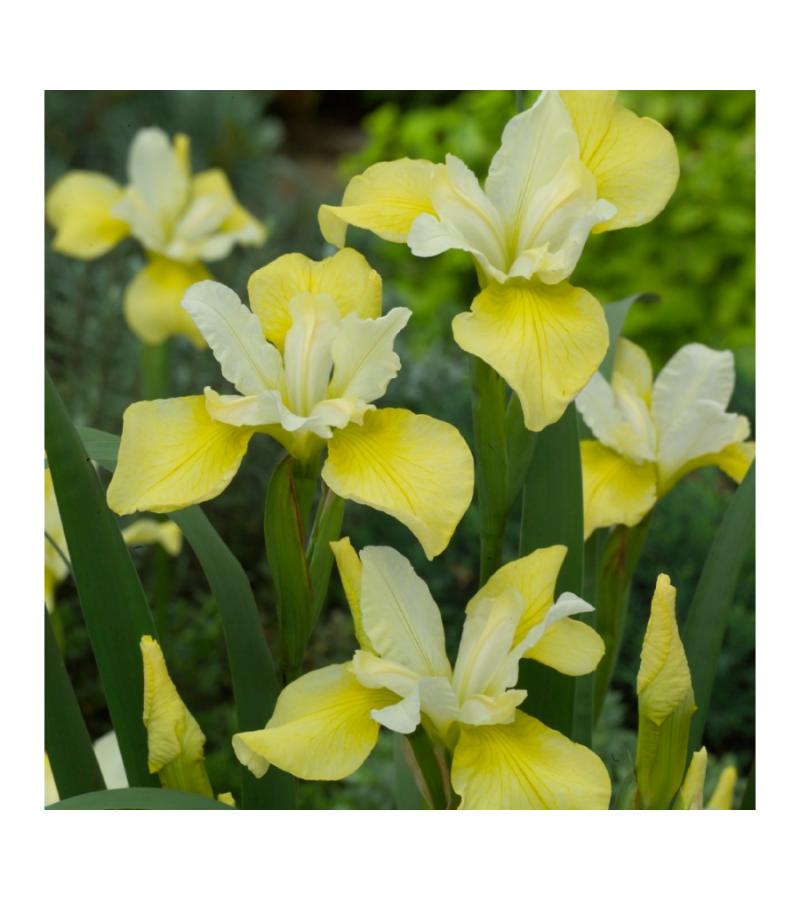 Gele Siberische iris (Iris Sibirica “Butter and Sugar”) moerasplant