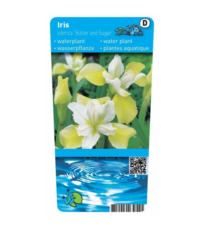 Gele Siberische iris (Iris Sibirica “Butter and Sugar”) moerasplant
