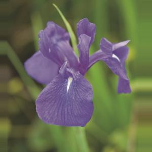Blauwe Japanse iris (Iris Laevigata “Blue”) moerasplant